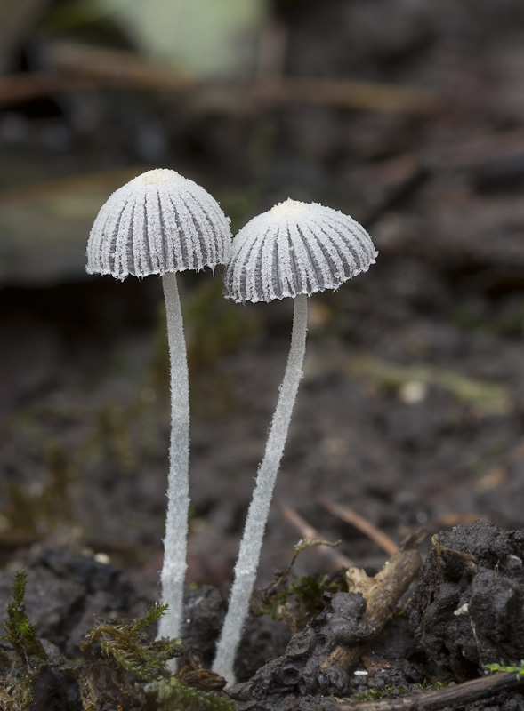 Coprinopsis candidatus